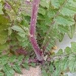 Brassica tournefortii Kéreg