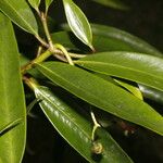 Clusia dukei Leaf