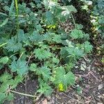 Begonia obliqua Folla