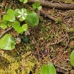 Coptis trifoliaFlower