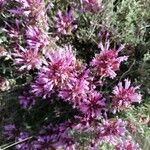 Thymus longiflorus Flower