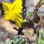 Fumana viridis Flower