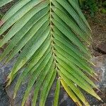 Ceratozamia robusta 葉