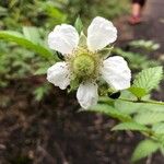 Rubus fraxinifolius Blüte