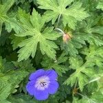 Geranium platypetalum পাতা