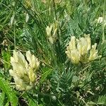 Oxytropis campestrisFlower