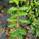 Lonicera caerulea Foglia