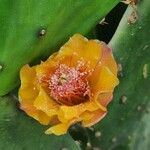 Opuntia apurimacensis