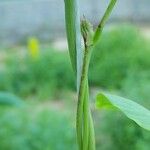 Vigna unguiculata Bark