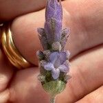 Lavandula dentata Flor