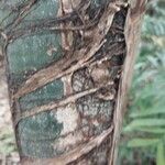 Caryota urens Bark