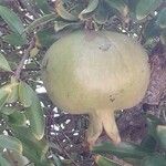 Punica granatum Плод