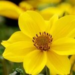 Bidens aurea Flor