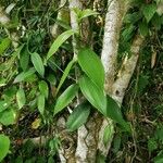 Vanilla planifolia Deilen