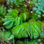 Salvinia molesta Leaf