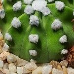 Astrophytum asterias Kukka