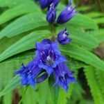 Gentiana asclepiadeaFlor