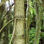 Picea abies বাকল