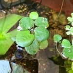 Hydrocharis laevigata Blatt