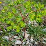 Euphorbia pterococca Bark