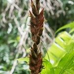 Heliconia danielsiana