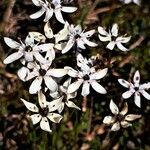 Wurmbea biglandulosa Flower