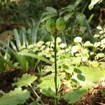 Cardiocrinum cordatum Φρούτο