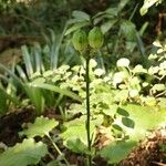 Cardiocrinum cordatum Fruto