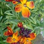 Erysimum × cheiri Floare