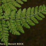 Dryopteris aemula Folio