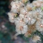 Erigeron sumatrensis Fruit