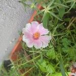 Portulaca grandifloraFiore