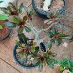 Adenium multiflorum Leaf