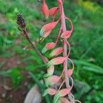 Gasteria disticha Flower