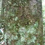 Conceveiba guianensis Кора