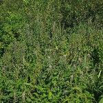 Leonurus quinquelobatus Hoja