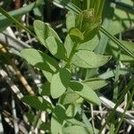 Comandra umbellata Habit