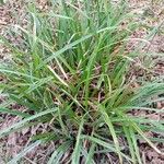 Carex vaginata List