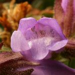 Penstemon davidsonii Květ