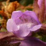 Penstemon davidsonii Blüte