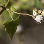 Fleischmannia incarnata Çiçek