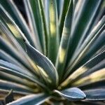 Agave vivipara Leaf