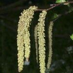 Betula medwediewii Flower