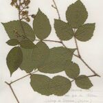 Rubus guentheri Anders