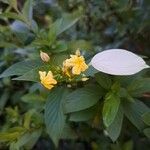 Pseudomussaenda flava Flower