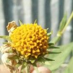 Encelia frutescens