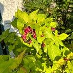 Salvia involucrata Flor