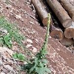 Verbascum thapsusFlower