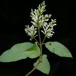 Syringa emodi موطن