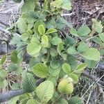 Rubus ellipticusLeaf